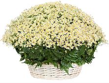 Цветочная композиция из Ромашки в корзине #REPLACE_PRED# Рыбинске